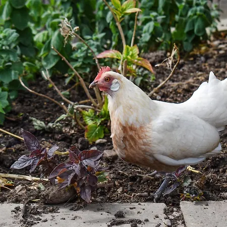Cowslip Сasa de vacaciones Levisham