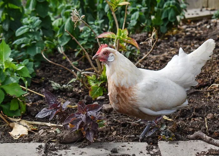 Cowslip Feriehus Levisham